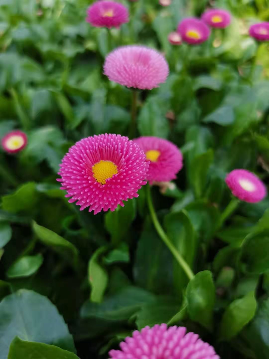  雏菊花卉，雏菊杯苗，时令花卉雏菊批发，雏菊工程花卉小苗