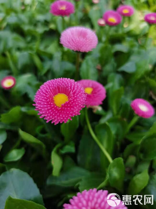  雏菊花卉，雏菊杯苗，时令花卉雏菊批发，雏菊工程花卉小苗