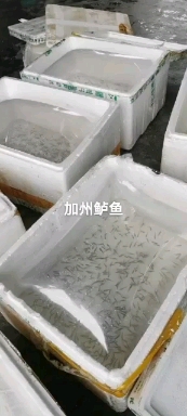 淡水鲈鱼 加州鲈鱼水花苗 优鲈3号 海鲈鱼苗 鳜鱼水花 鲈鱼