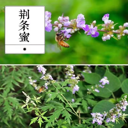 遵义黄荆桩 黄荆条，荆条树，荆条苗，绿化苗，护坡苗，蜜源植物