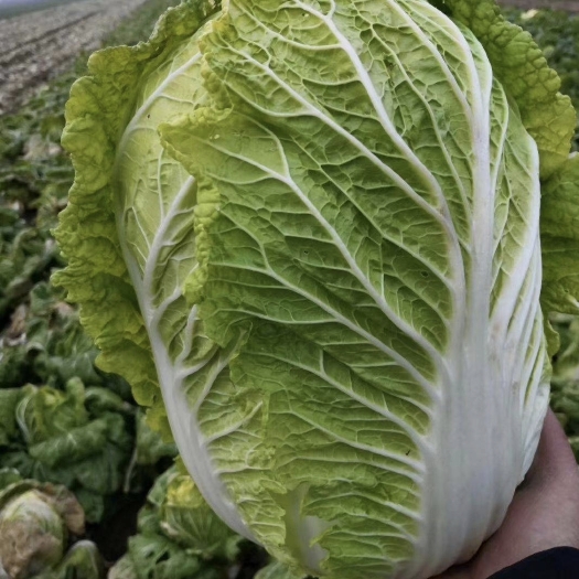 寿光市黄心白菜，寿光润泽蔬菜专业合作社，秉承产品新鲜，产地直采