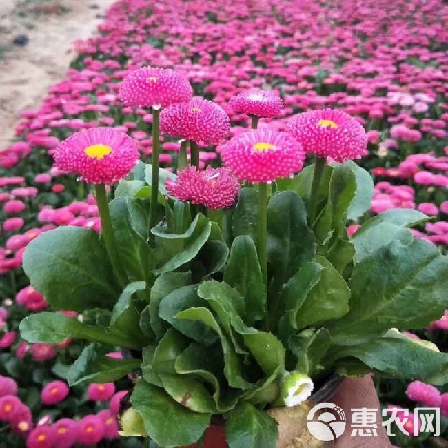  雏菊价格，马兰头花供货，春菊批发，山东雏菊基地种植