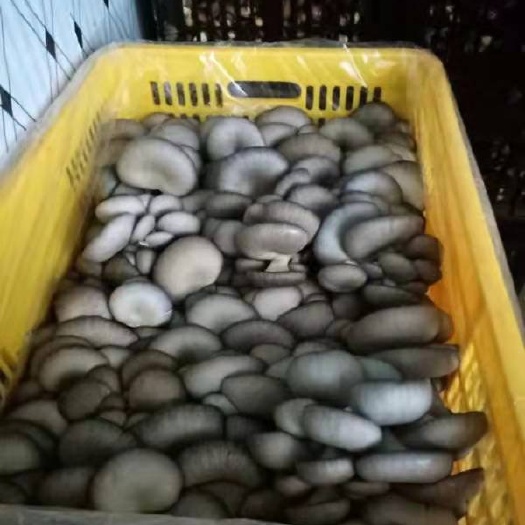 兴仁市白灵菇 食用菌