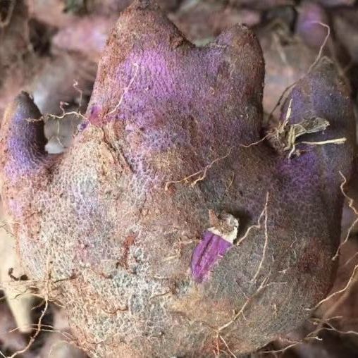 信宜市毛薯   新鲜现挖脚紫色大薯产地直供，欢迎咨询订购。