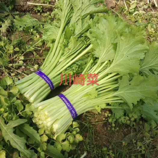 淄博非洲冰草 