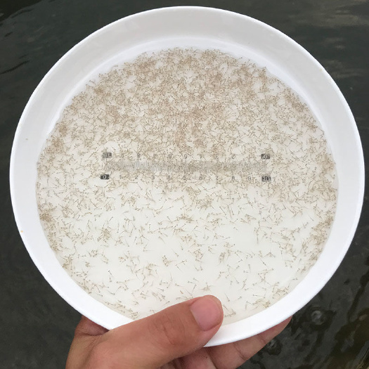 广州淡水鲈鱼 加州鲈鱼水花苗 优鲈3号 海鲈鱼苗 鳜鱼水花 鲈鱼