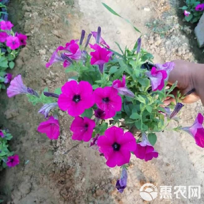  垂吊牵牛，山东垂钓牵牛基地，垂钓牵牛花工程花卉，桥梁花卉品种