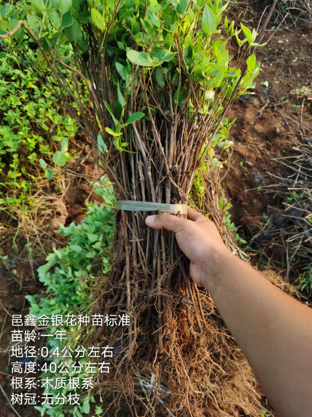 四季金银花种苗 顺丰包邮 高产易管理 免费技术指导 种植回收