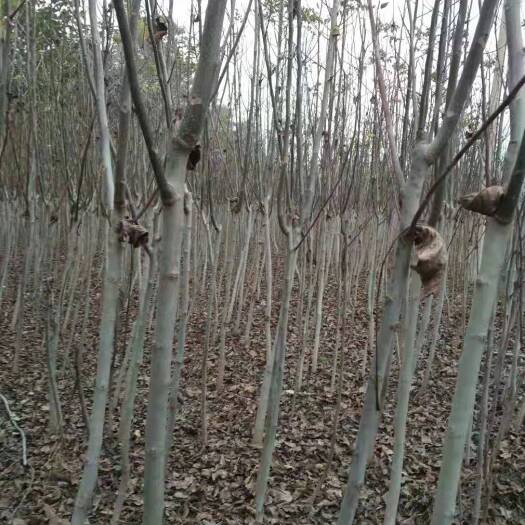 宝鸡白狮子头核桃苗 四年实生核桃苗