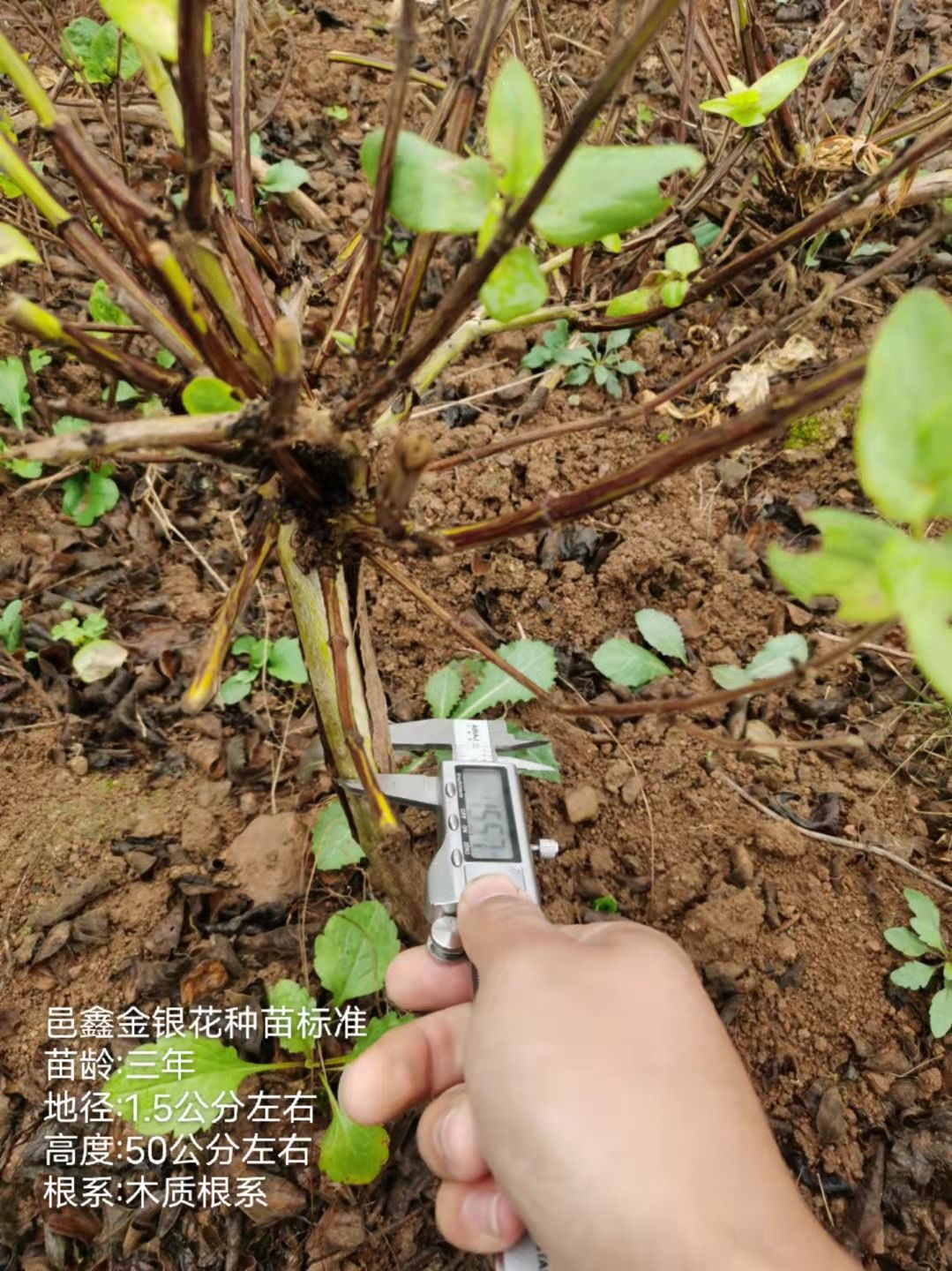 四季金银花种苗 顺丰包邮 高产易管理 免费技术指导 种植回收