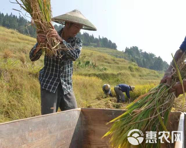 24年高山农家虾田大米不抛光，不打蜡，现碾现发，无工业污染