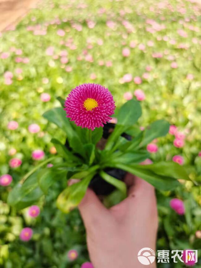  雏菊价格，马兰头花供货，春菊批发，山东雏菊基地种植