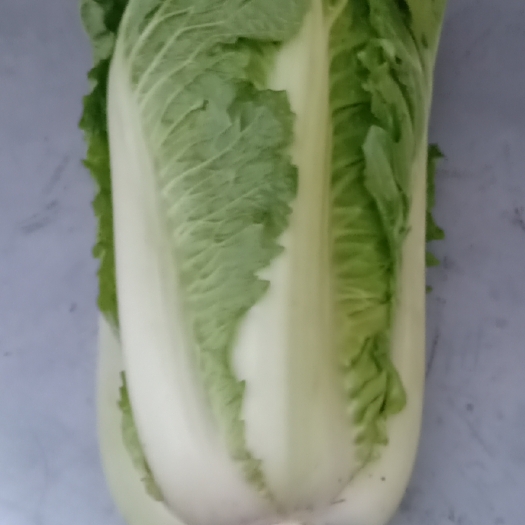 邯郸北京新3号 白菜