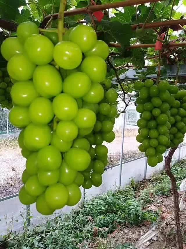 阳光玫瑰葡萄苗 葡萄苗