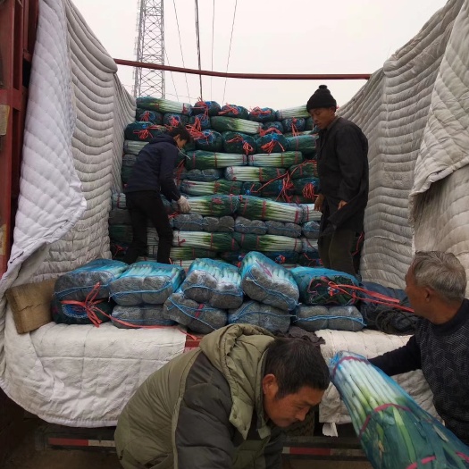 新野县钢葱 长期供应刚葱，基地直供，提供分拣，包装，打冷，净葱加工