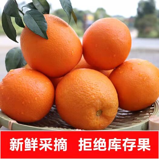 长沙九月红脐橙 湖南省永州市宁远县 