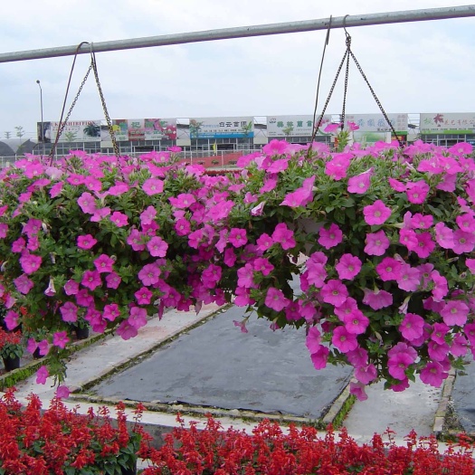 青州市 垂钓牵牛，垂钓牵牛花批发，灯杆花卉，桥梁花卉，攀沿花卉