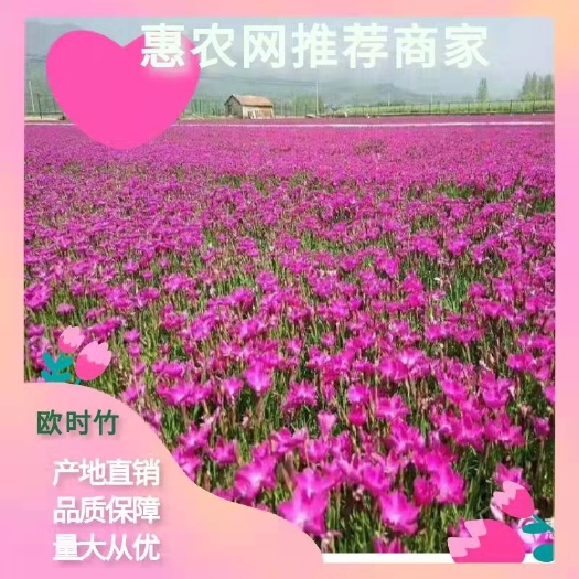 青州市欧石竹，四季长青，开花草坪