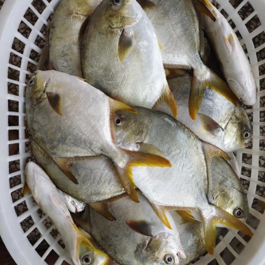 钦州北部湾深海20斤装冰鲜金鲳鱼批发直销