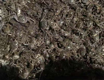 盐城大闸蟹苗 销售6母优质大种蟹苗40－50/斤 包  成活率高