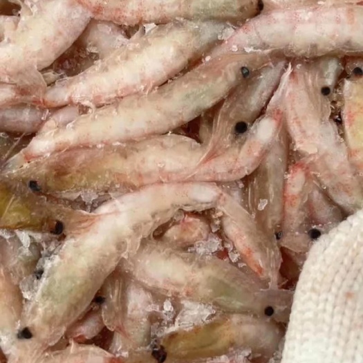 汕尾南极磷虾