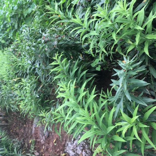 重庆市 姜形黄精 多花姜型不倒苗黄精