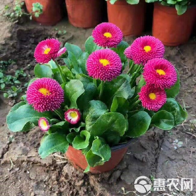  雏菊花卉工程苗，春菊春季花卉，雏菊杯苗供货，雏菊哪里买