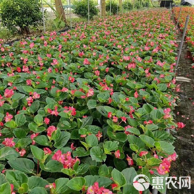 四季海棠 大花海棠供货，山东海棠花卉盆栽，比格海棠价格，海棠花卉批发