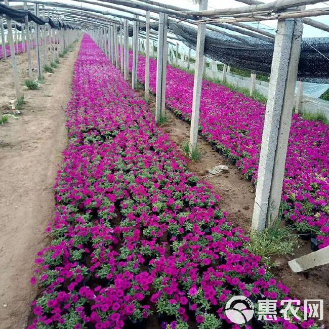  垂吊牵牛，山东垂钓牵牛基地，垂钓牵牛花工程花卉，桥梁花卉品种