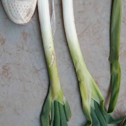 延津县长白大葱 章丘大葱，粗二三厘米的多很少有小葱，脖长30－60