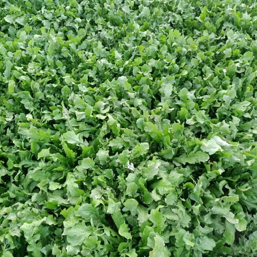 荠菜，八十亩荠荠菜预售中