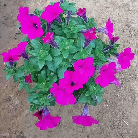 青州市 碧冬茄，垂钓牵牛花卉，时令花卉，园林绿化草花，垂吊牵牛