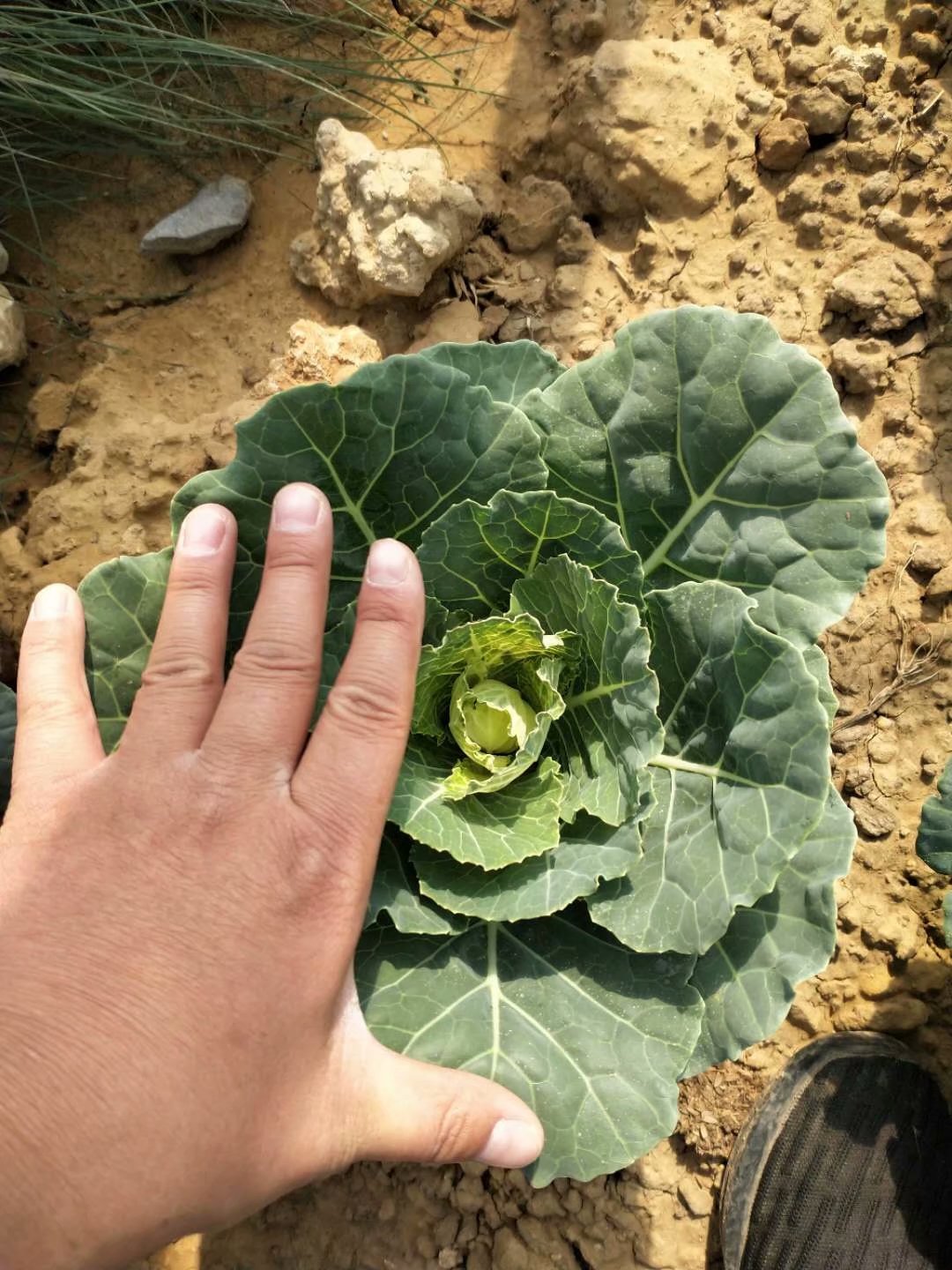 青州市 冬季耐寒草花种植基地
