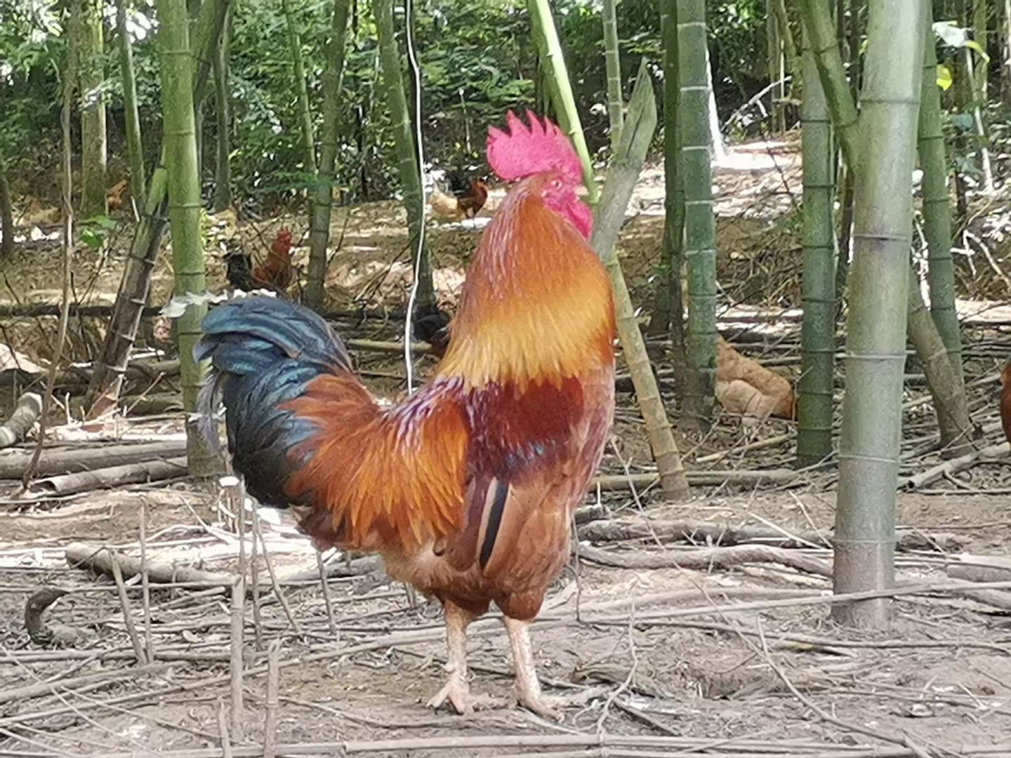 三黄鸡苗  土鸡苗 公 全国发货黄土鸡苗一日龄鸡苗一手货源孵
