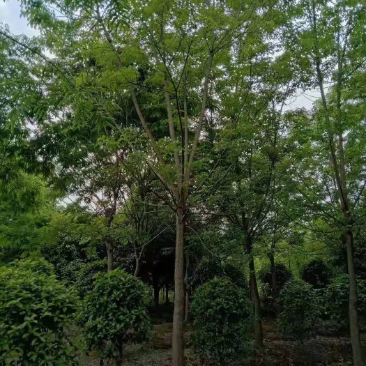 嵊州市 重阳木