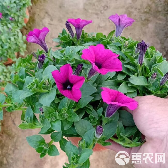  垂吊植物，垂吊花卉，垂钓牵牛花，园林绿化工程花卉