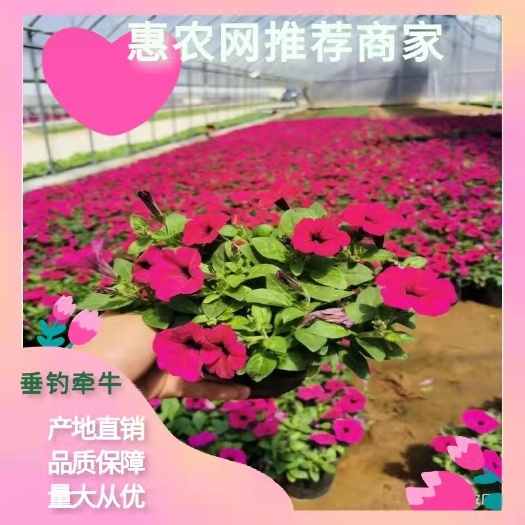 青州市垂钓牵牛  垂吊牵牛，牵牛，双色盆牵牛，营养杯牵牛。