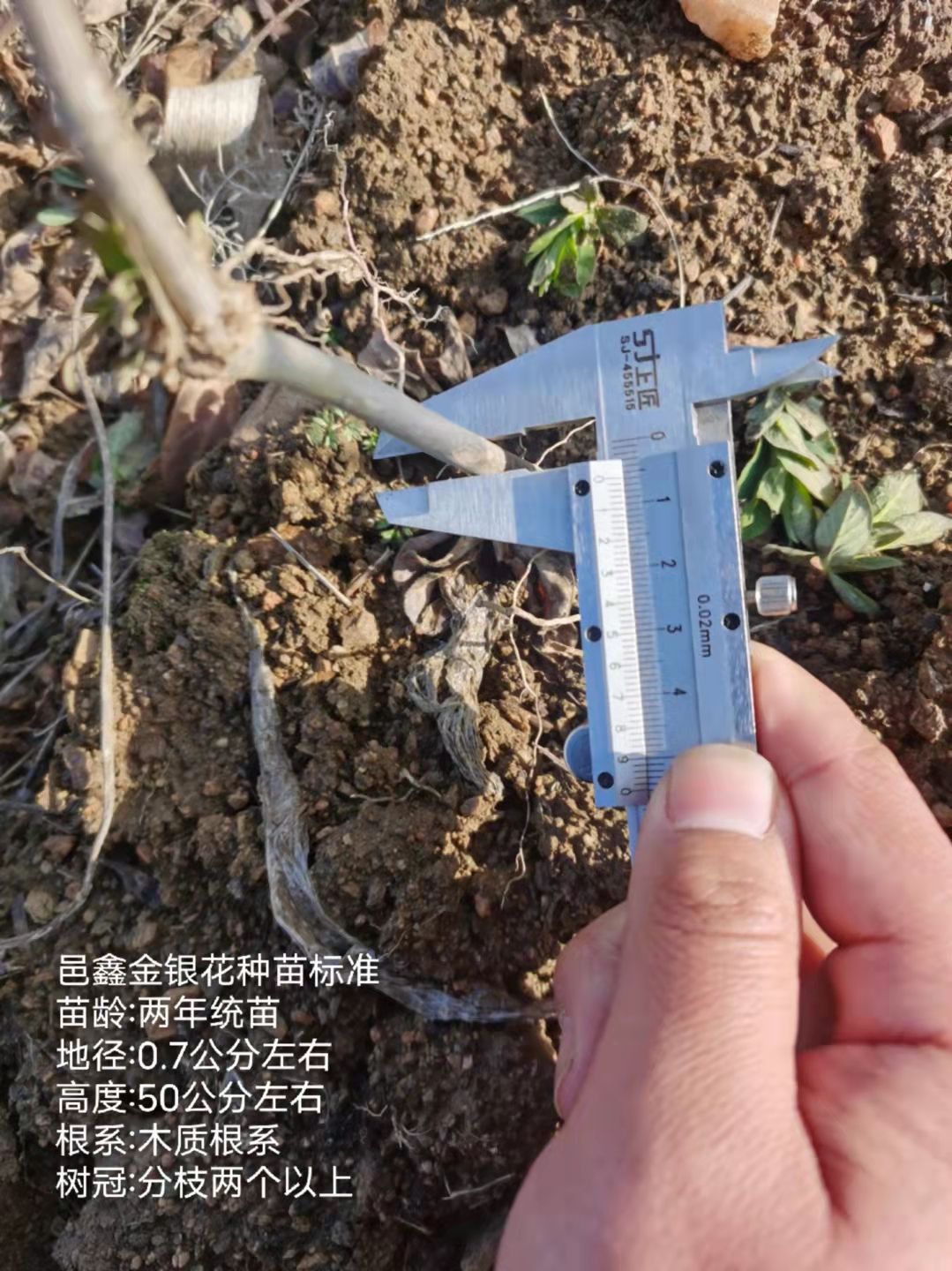 四季金银花种苗 顺丰包邮 高产易管理 免费技术指导 种植回收