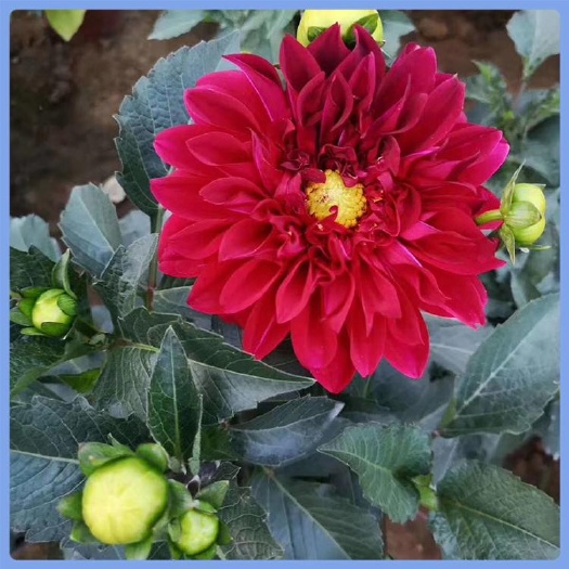 青州市大丽花苗 大丽花，地瓜花种植，大丽花盆栽，大丽花批发，大丽花价格