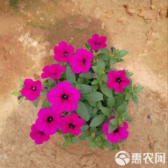  垂吊牵牛，山东垂钓牵牛基地，垂钓牵牛花工程花卉，桥梁花卉品种