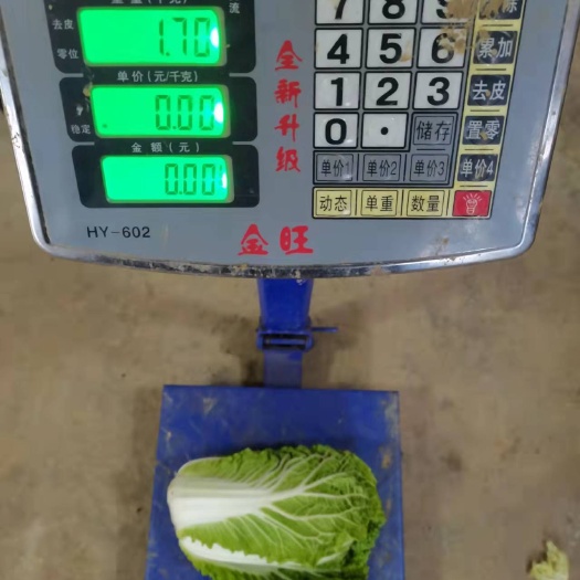 六盘水 贵州大白菜