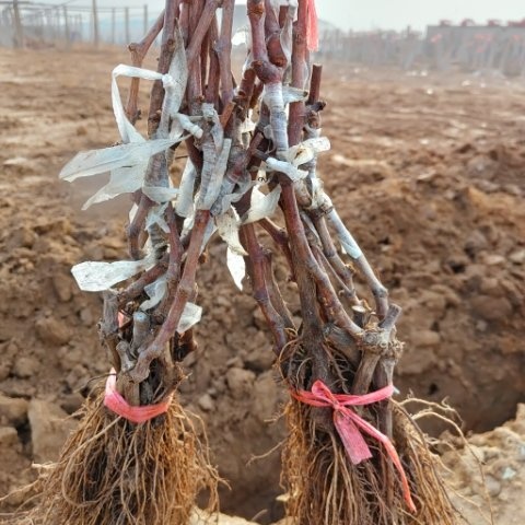 卢龙县阳光玫瑰葡萄苗 阳光玫瑰嫁接葡萄苗