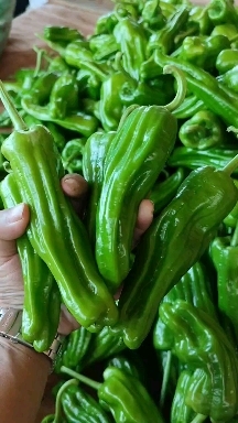 广东雷州辣椒泡椒泡王芜湖椒尖椒线椒青椒大量上市欢迎全国客商