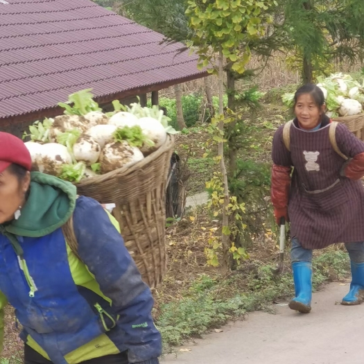 峨边县圆白萝卜