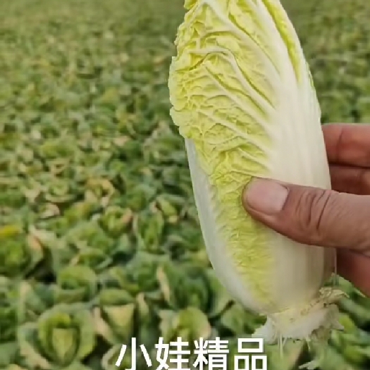 郸城县黄心娃娃菜 无公害蔬菜大量上市有需要的联系