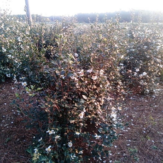 高安市白花山茶油 自家种茶树压榨茶油