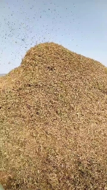 阜南县花生秧，青黄段花生秧，鲜花生秧