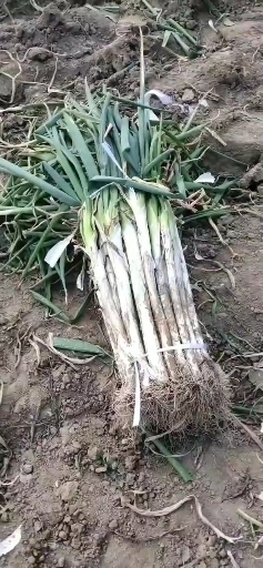 绛县运城绛县长白大葱