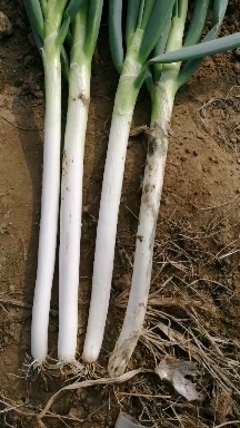 滕州市刚葱铁杆大葱大量供应有要的联系