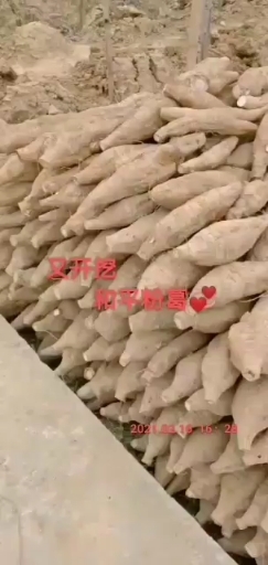 藤县 粉葛